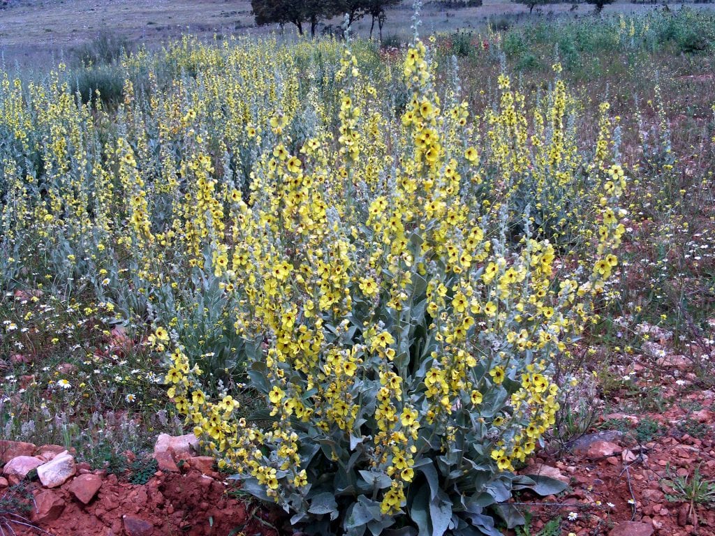 Verbascum sinuatum: el gordolobo ondulado de cunetas secas