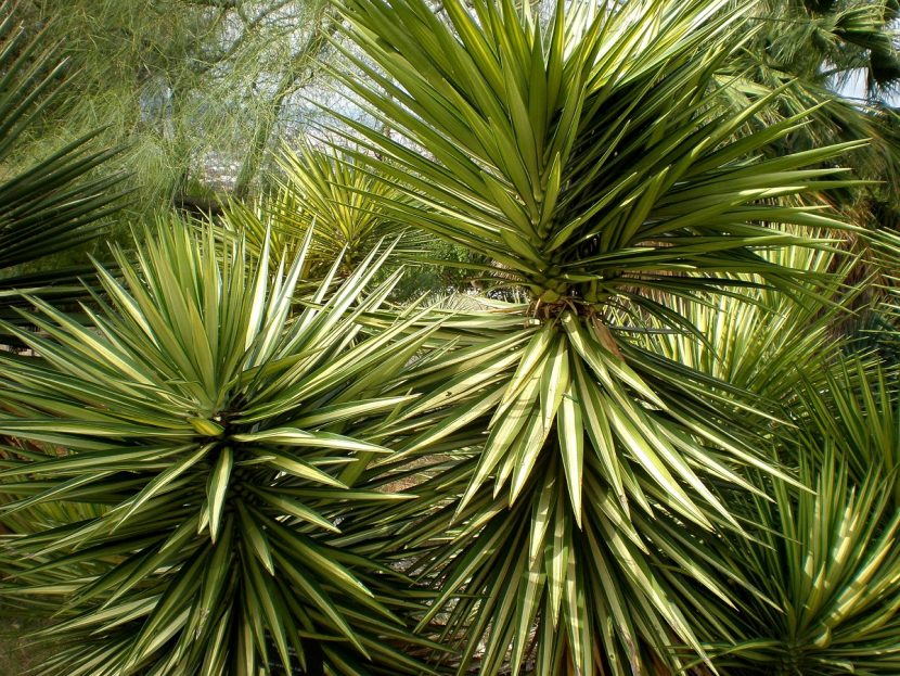 Hojas rígidas y punta espinosa de la Yucca aloifolia