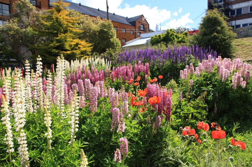 Combinar colores en el jardín: guía práctica de diseño