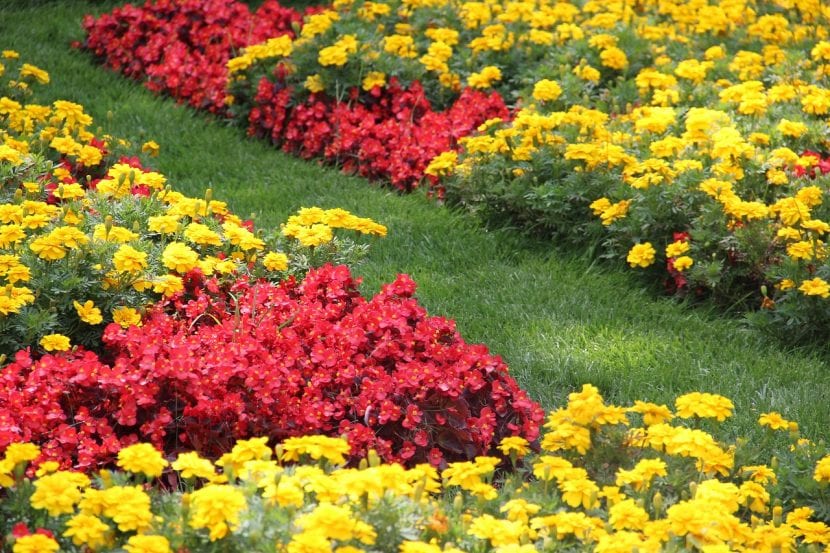 Macizo de flores en un jardín exterior