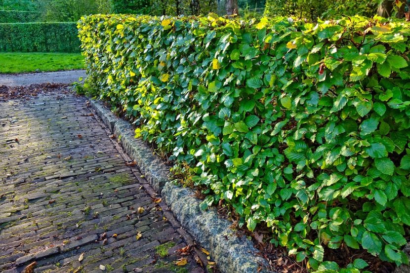 Seto de arbustos formando un borde natural en un jardín