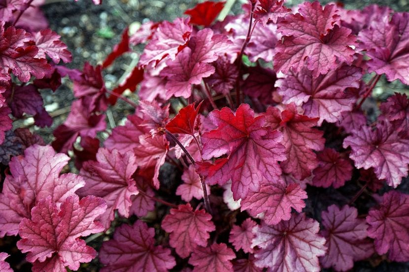 Heuchera 'Berry Smoothie' con hojas de tono frambuesa