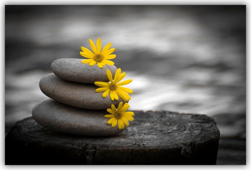 Piedras y vegetación primaveral en un jardín