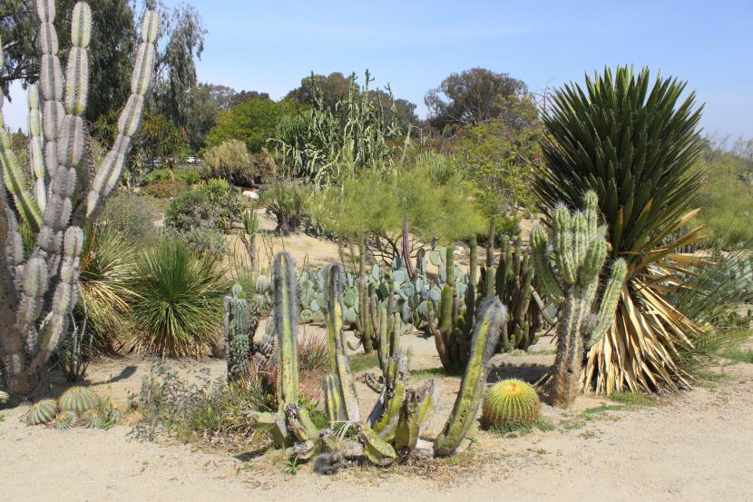Jardín de cactus y plantas crasas sobre mulch de grava