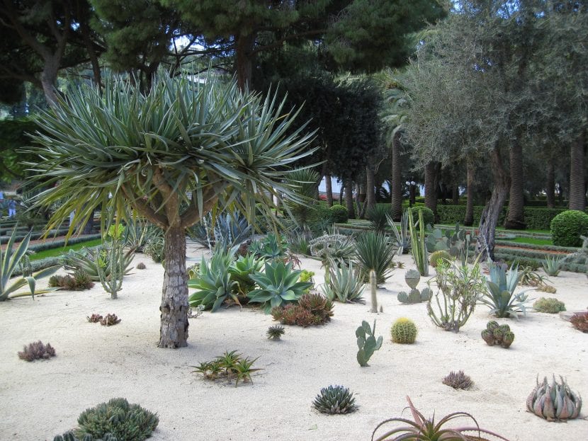 Jardín de suculentas con rosetas y grava mineral