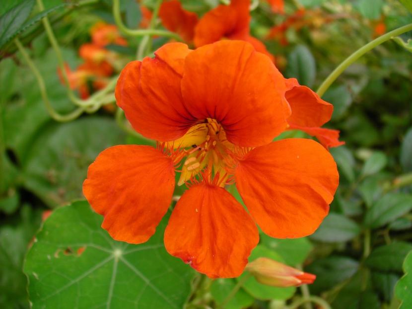 Flores de capuchina en el jardín