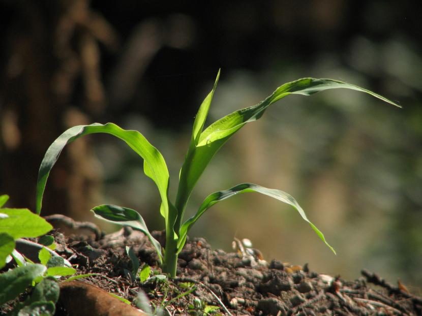 Planta creciendo en suelo de jardín