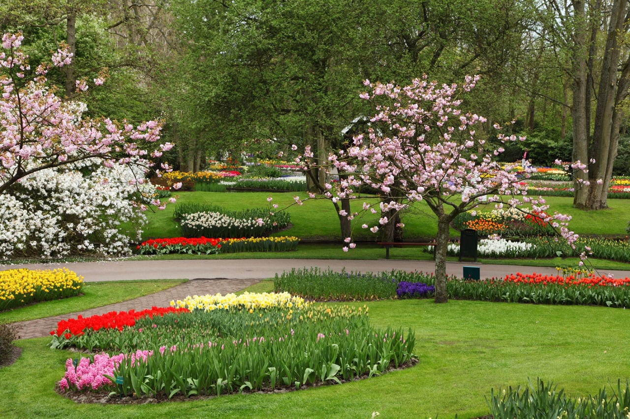 Macizo de flores bulbosas en un jardín en primavera