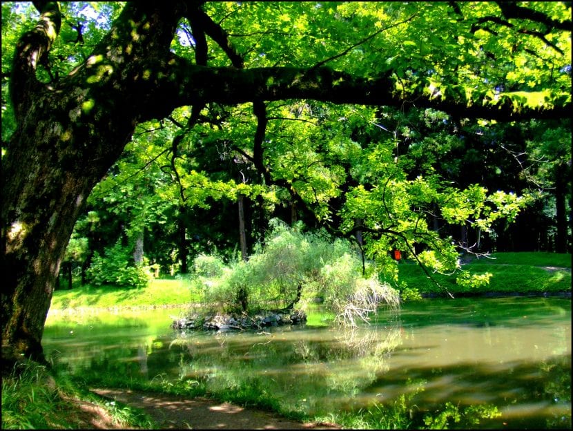 Árbol de sombra en un jardín frondoso