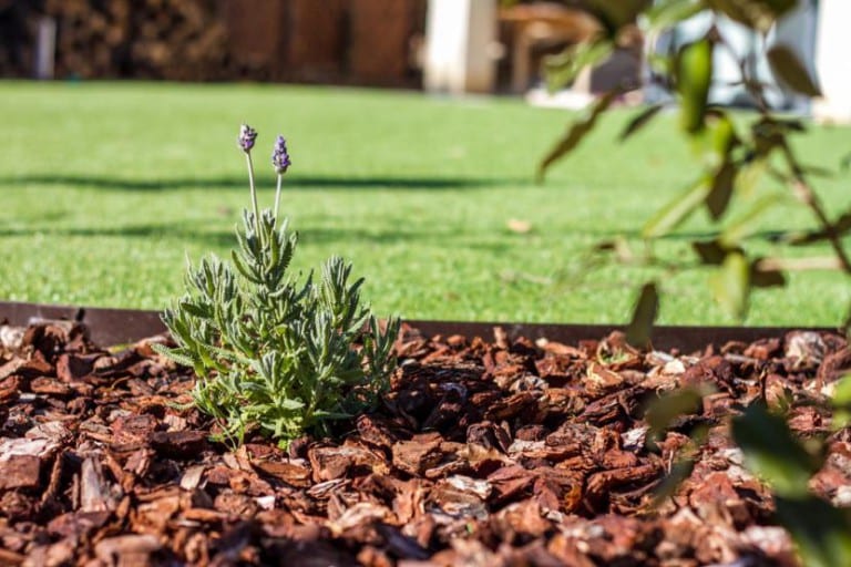 Acolchado de corteza de pino en un jardín