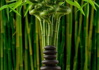 Cañas de bambú en un jardín