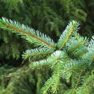 Picea omorika, abeto de Serbia de porte estrecho