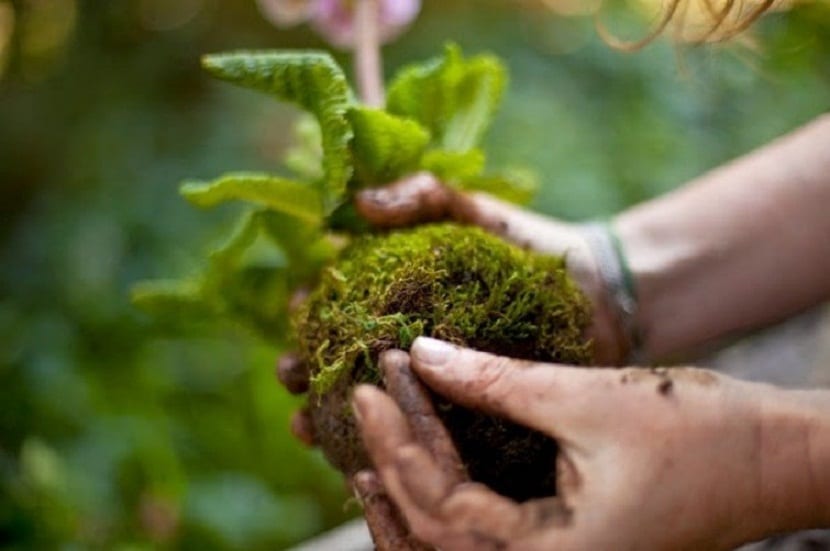 Kokedamas: cómo hacerlas y mantenerlas paso a paso