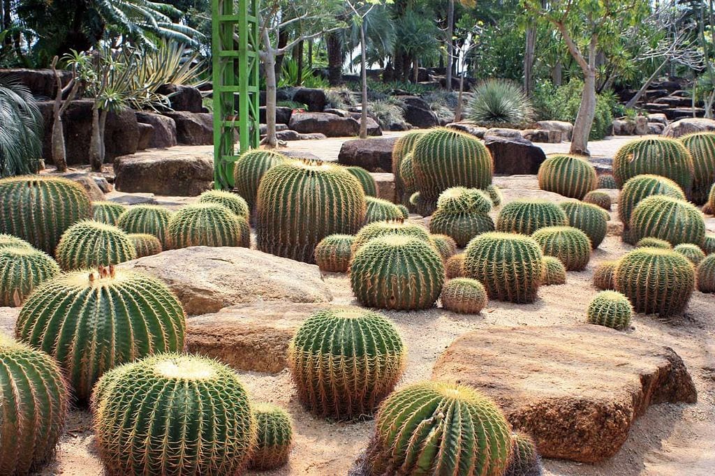 Ejemplares de Echinocactus grusonii plantados en un jardín
