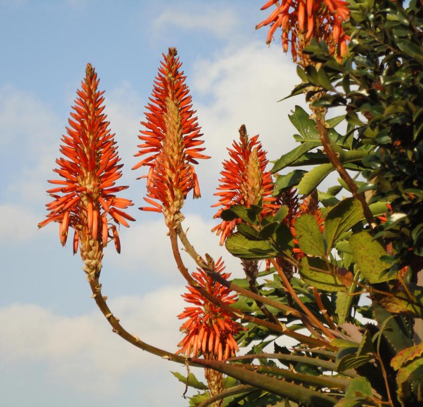 Aloe arborescens en un jardín