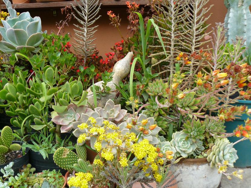 Composición de suculentas de distintas texturas en un jardín