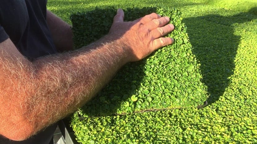 Plantación de dichondra mediante plugs o pequeños dados de tepe