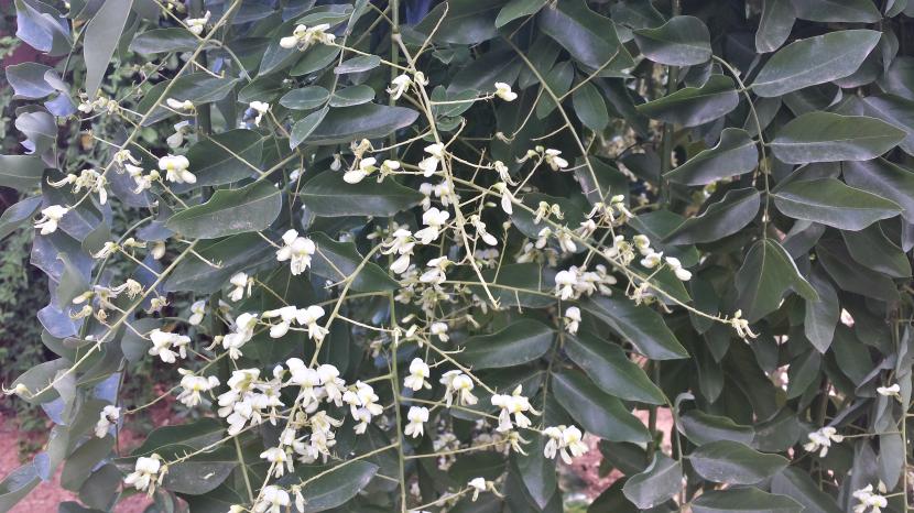Floración estival de Sophora japonica, hoy Styphnolobium japonicum