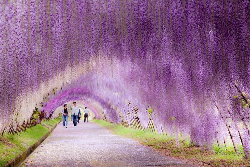 Túnel de glicinas en flor de los jardines Kawachi Fuji