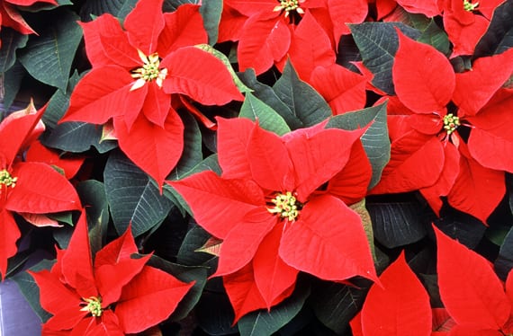 Flor de Pascua: cuidados para que sobreviva a la Navidad