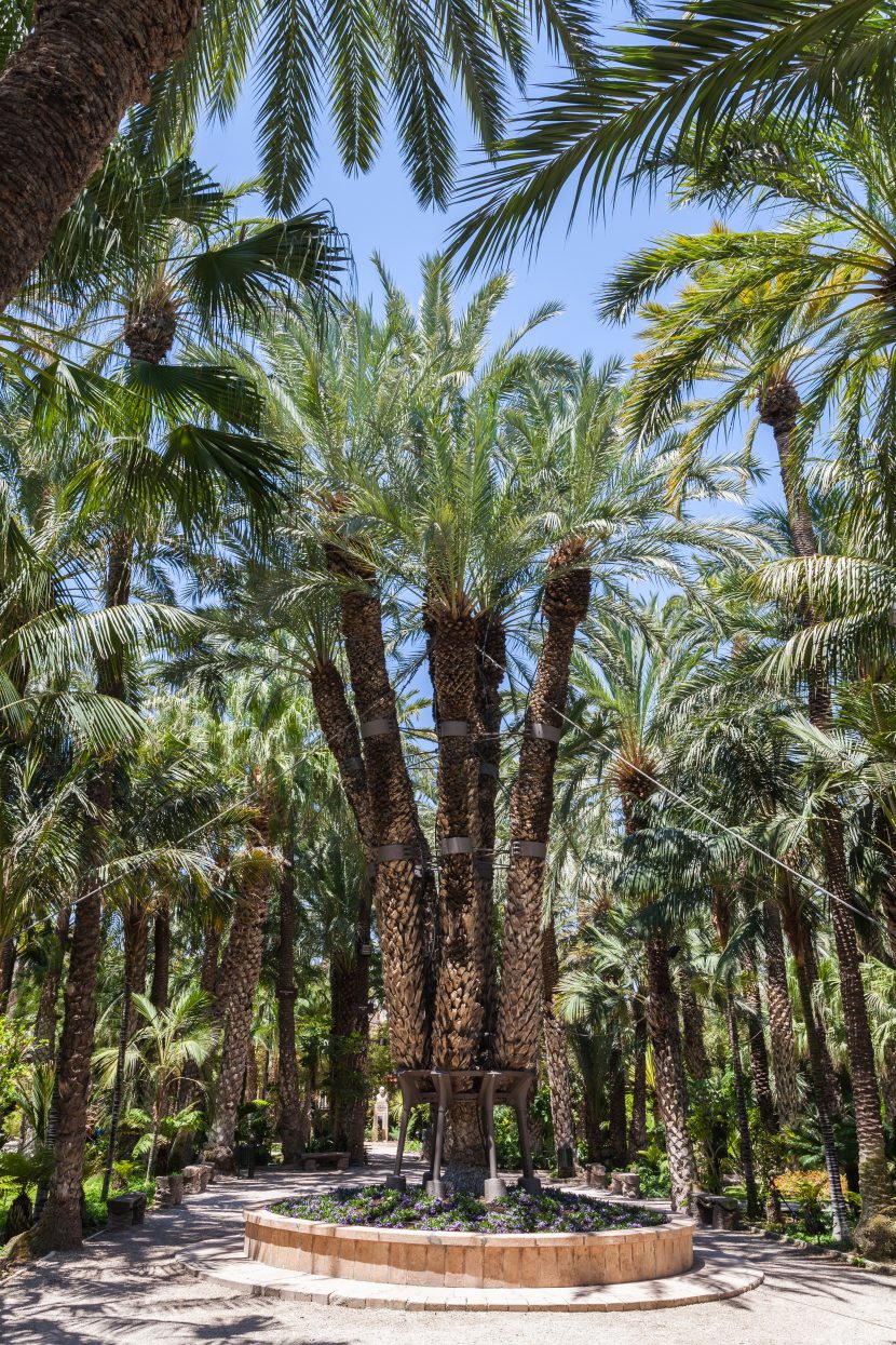 La Palmera Imperial del Huerto del Cura, con sus brazos ramificados