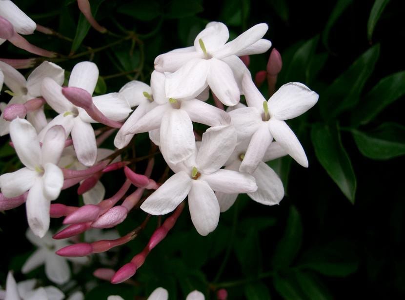 Jazmín Jasminum polyanthum en flor cubriendo un soporte