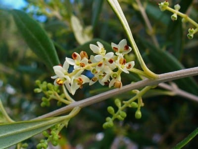 Olivo adulto en un jardín de secano