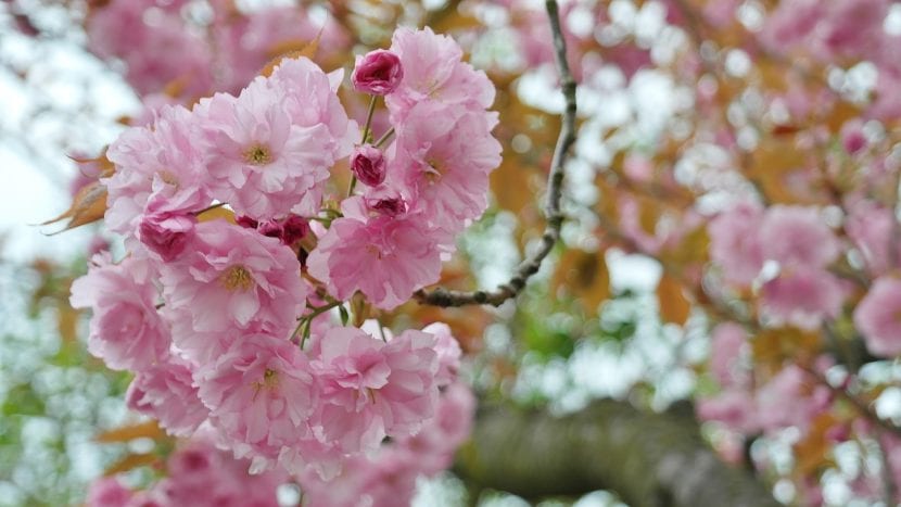Cerezo japonés en flor