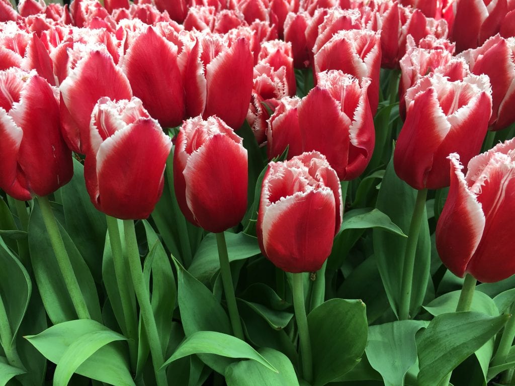 Keukenhof: cuándo ir y qué se aprende de sus bulbos