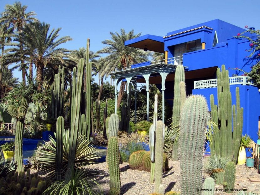 Cactus y suculentas en el Jardín Majorelle