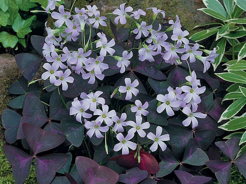Oxalis triangularis de hojas moradas