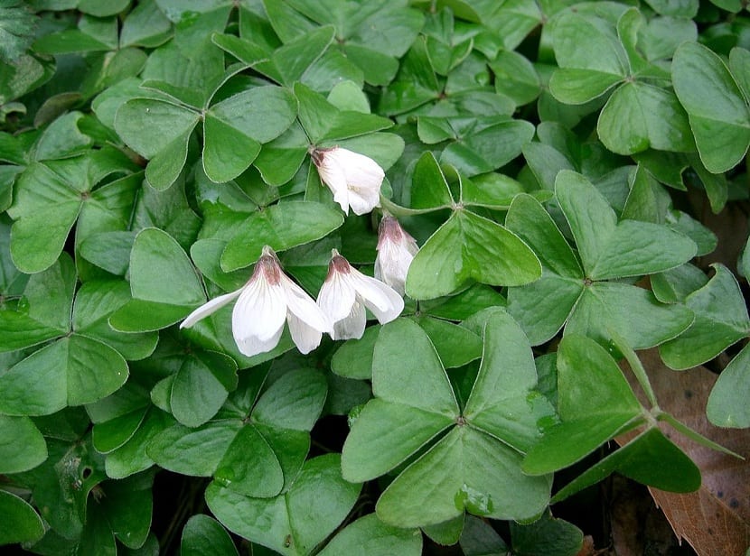 Oxalis: especies, cuidados, toxicidad y control