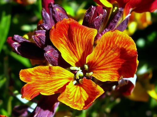 Plantas anuales y bienales: ciclos, siembra y floración