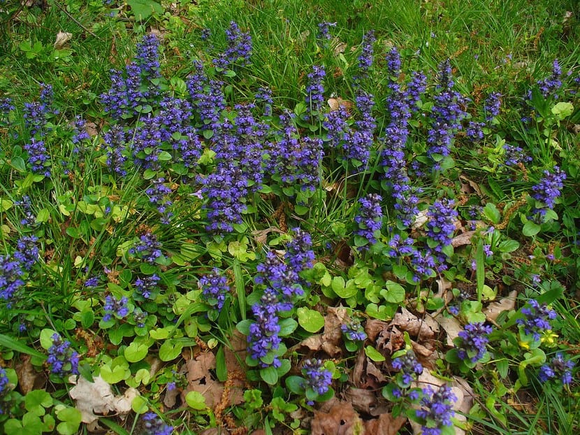 Ajuga reptans en flor como planta de borde de camino
