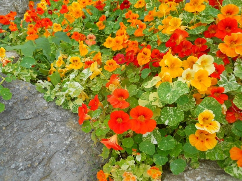 Plantas para senderos y caminos: pisables y de borde
