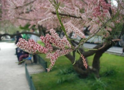 Tamarix en flor