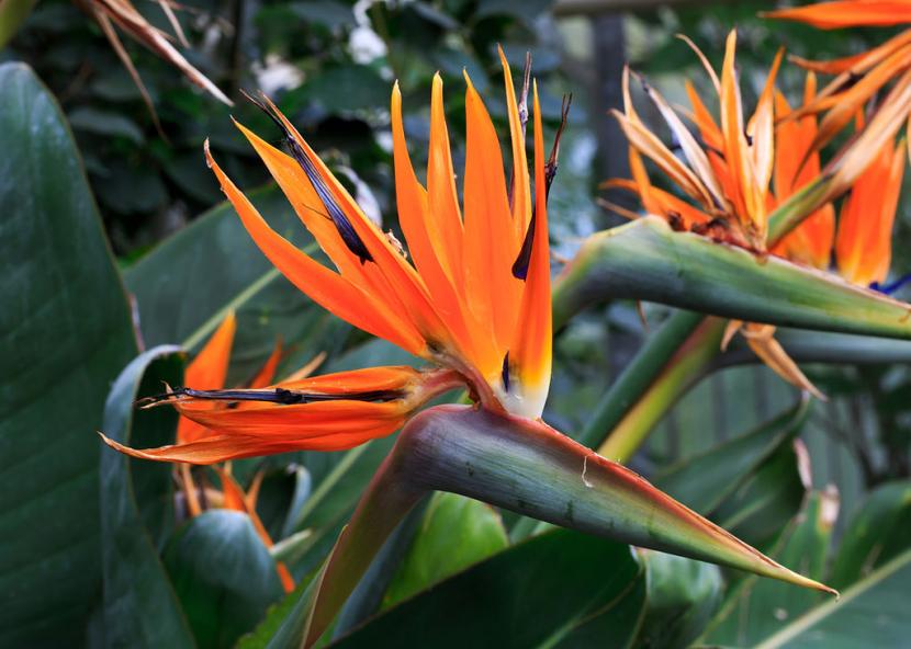 Plantas para jardines cerca del mar: especies que aguantan