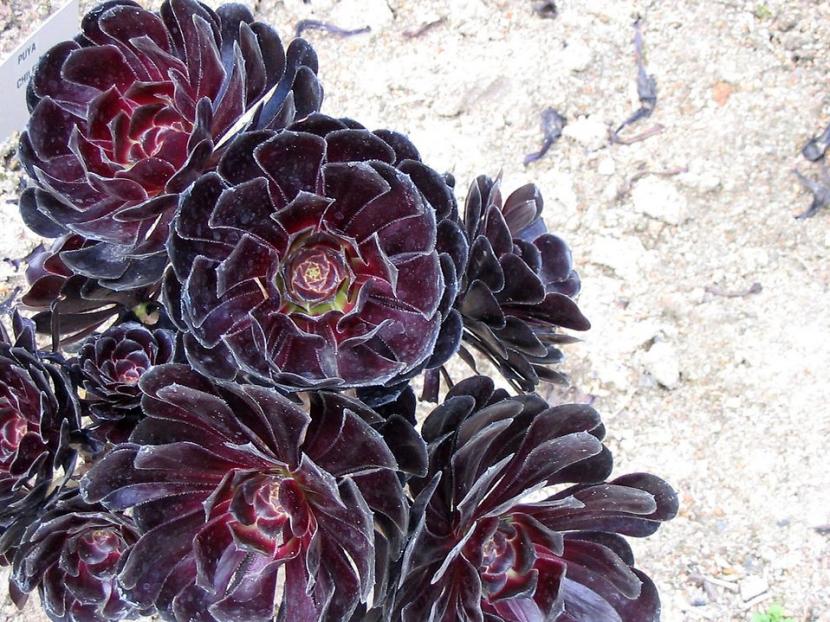 Aeonium arboreum de hojas oscuras en un talud soleado