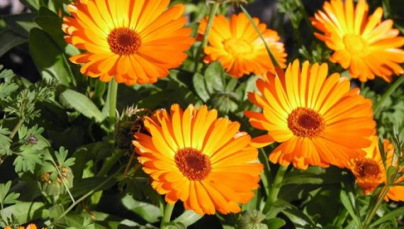 Plantas de bajo mantenimiento para jardín e interior