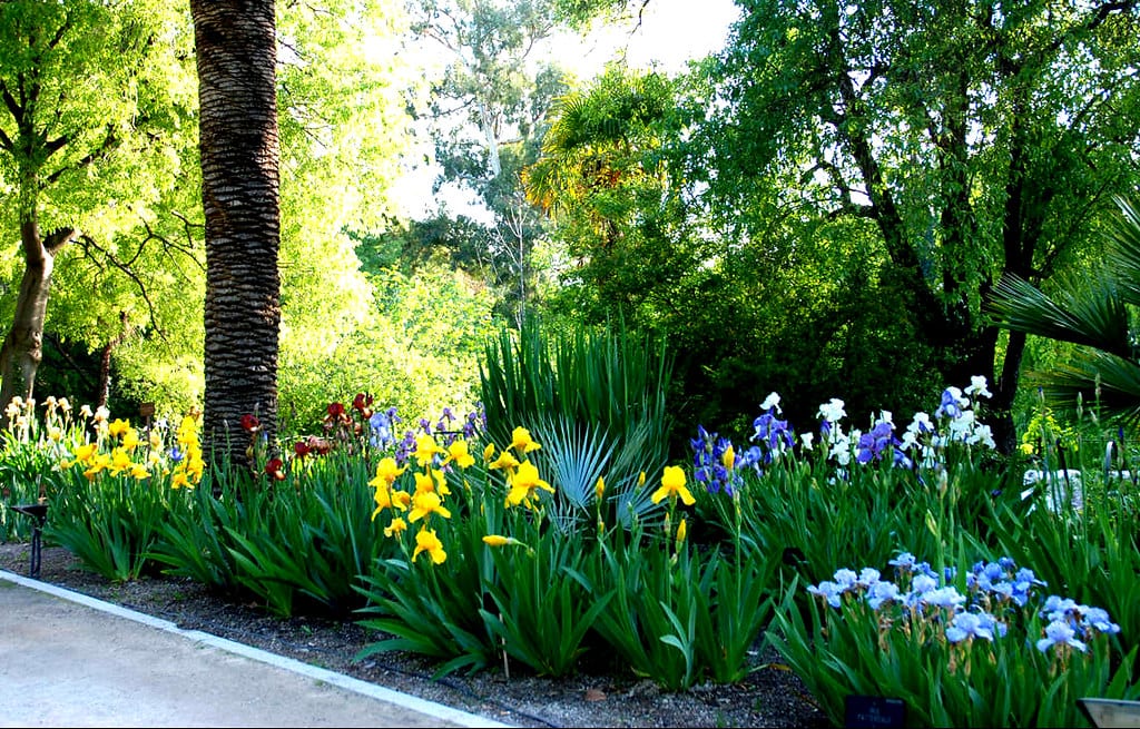 Real Jardín Botánico de Madrid: terrazas y colecciones