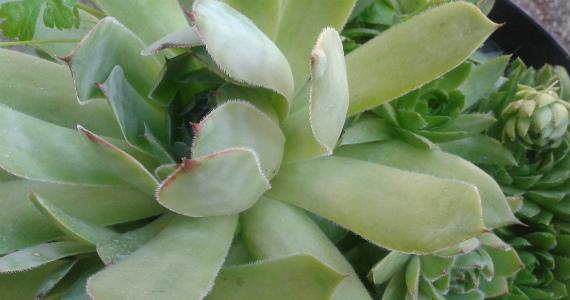 Suculentas en el jardín: cultivo en pleno suelo