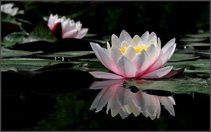 Plantas acuáticas de aguas profundas para el estanque