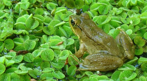 Salvinia natans, helecho acuático flotante de hojas ovales