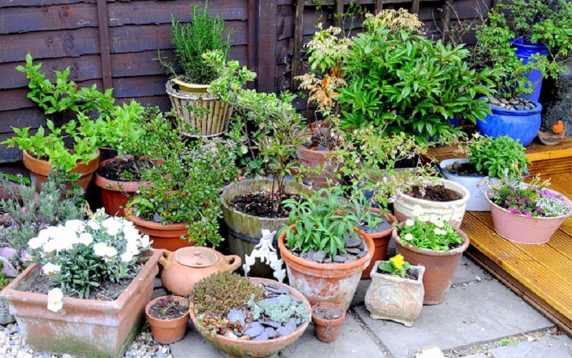 Cómo crear un pequeño jardín en maceta paso a paso
