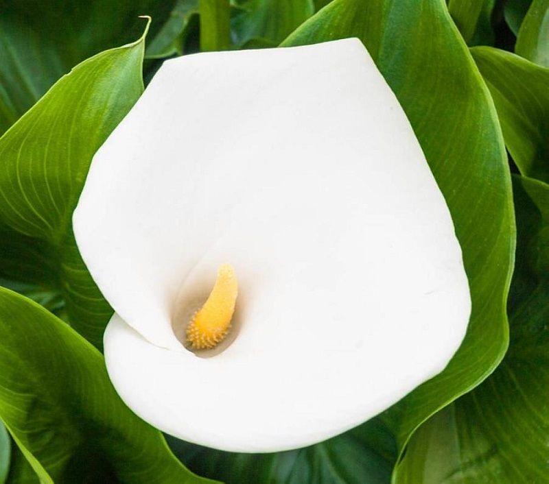 Cala o Lirio de Agua