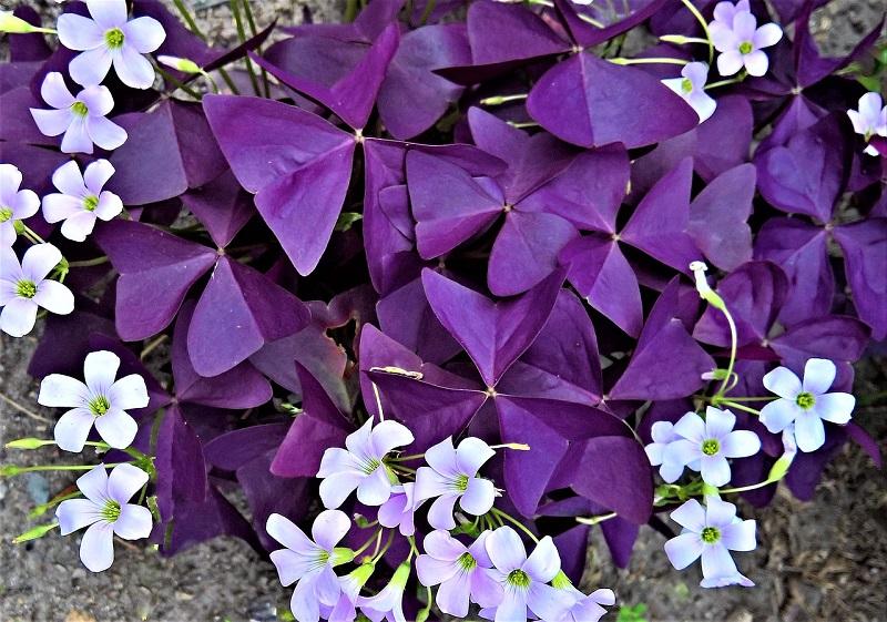 Cuidados Oxalis Triangularis