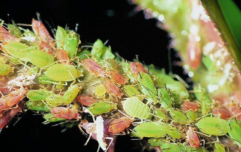 Cómo Eliminar Pulgones en Rosas