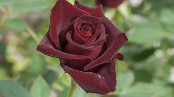 Rosa Black Baccara
