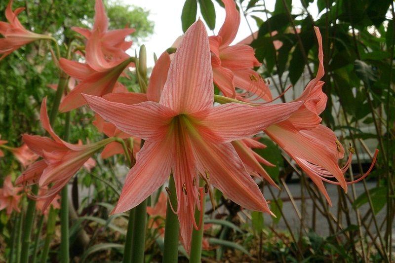 Hippeastrum, Cuidados y Variedades