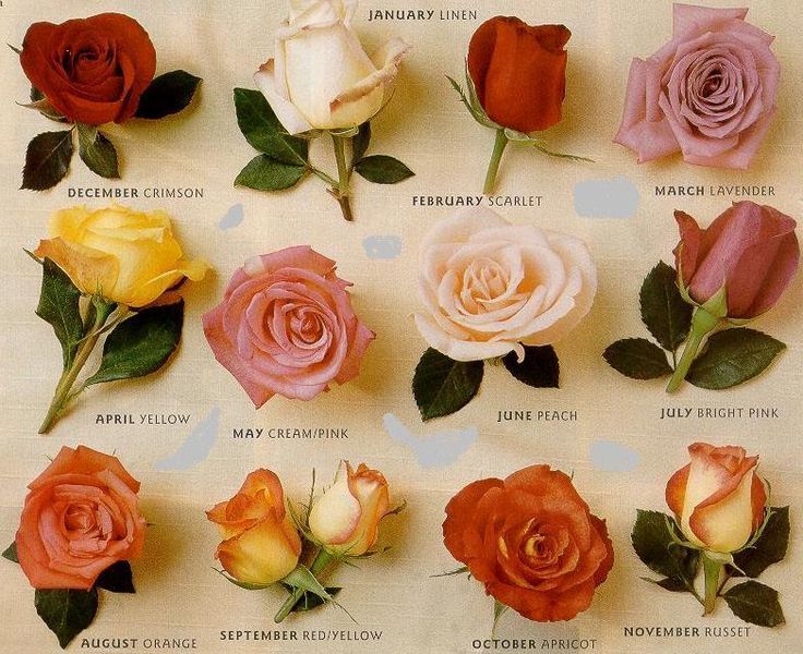 Nombres de las Rosas de la A a la Z